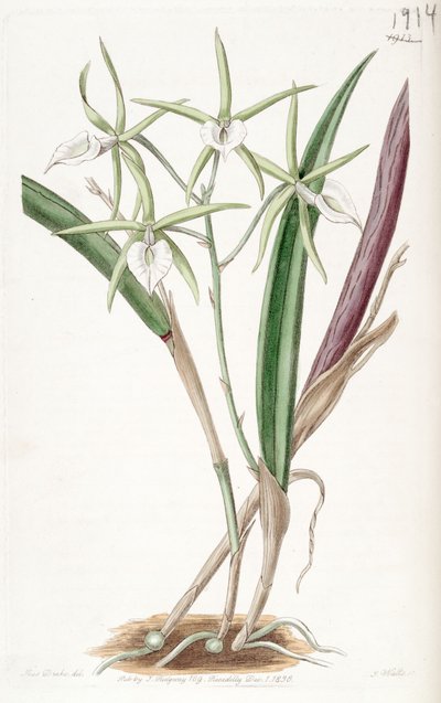 Brassavola subulifolia - Miss Drake